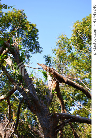 Osaka Castle Park suffered severe damage such as fallen trees in 2018 Typhoon No. 21 Osaka Castle Park suffered severe damage such as fallen trees in 2018 Typhoon No. 21 45448240