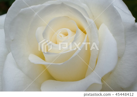 白玫瑰 45448412