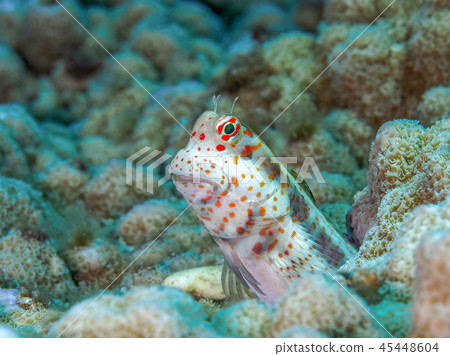 Montuki蛙魚 Montuki蛙魚 45448604