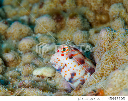 Montuki蛙魚 45448605