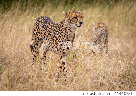 Cheetah walks through long grass with cub 45448781