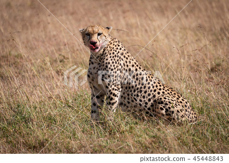 Cheetah with bloody mouth sits licking lips Cheetah with bloody mouth sits licking lips 45448843