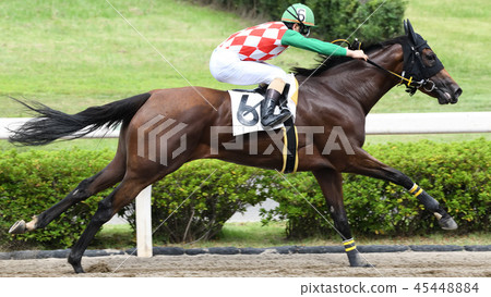 Horse race 45448884