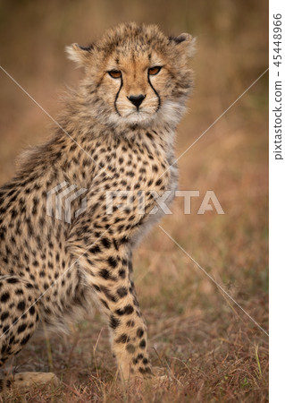 Close-up of cheetah cub sitting on savannah 45448966