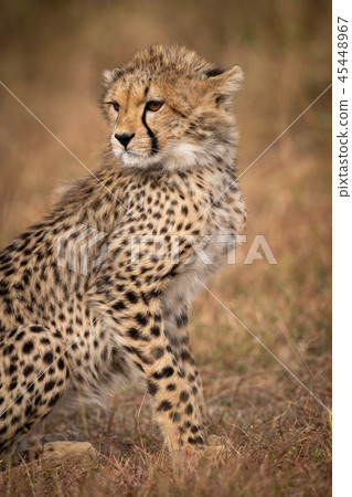 Close-up of cheetah cub sitting in grassland 45448967