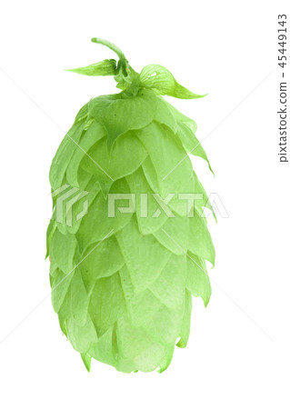 hop cones isolated on white background close-up 45449143