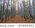 Hakkoda Late Autumn Beech Path 45449362