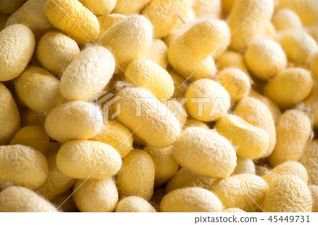 Closed up of group yellow cocoon of silk worm Closed up of group yellow cocoon of silk worm 45449731