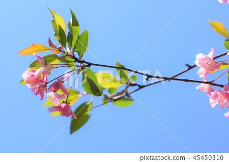 Cherry Blossoms	 45450310