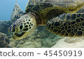 Sea turtle 45450919