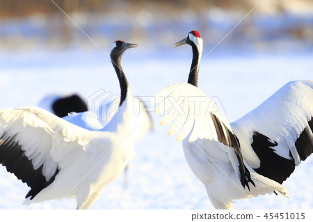 Cranberries Cranberries 45451015