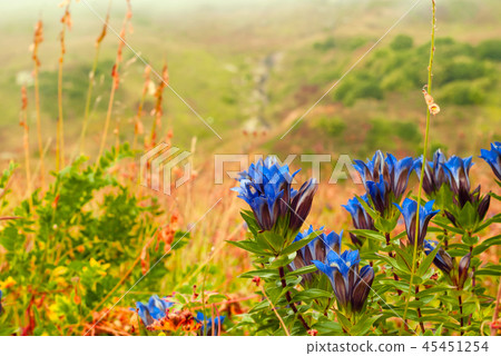blue flowers of wild gentian 45451254