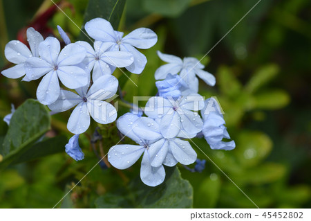 Blue plumbago Blue plumbago 45452802