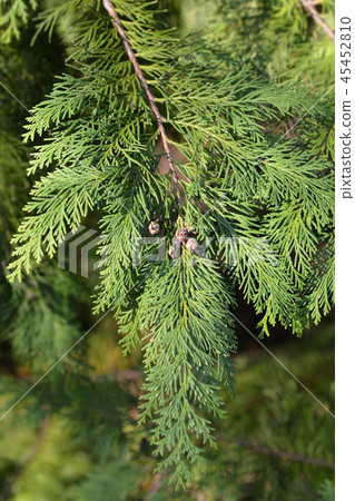 Lawson cypress Kelleris Gold 45452810