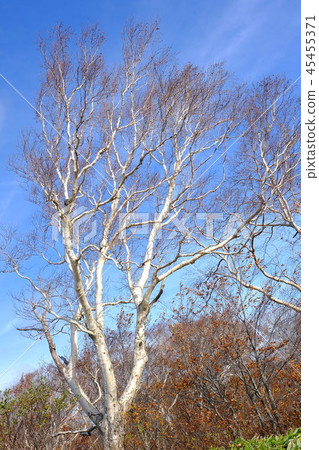 White Takeru shines in the blue sky 45455371