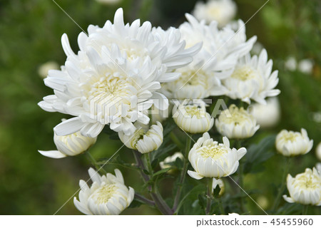 Chrysanthemum   45455960