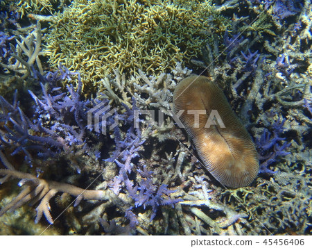 Undersea creatures Undersea creatures 45456406