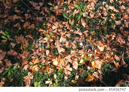 fallen leaves on the grass 45456747