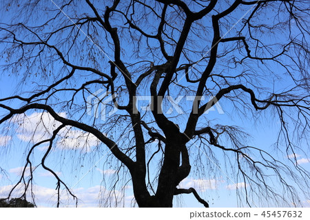 Fall of sorrow cherry blossoms 45457632