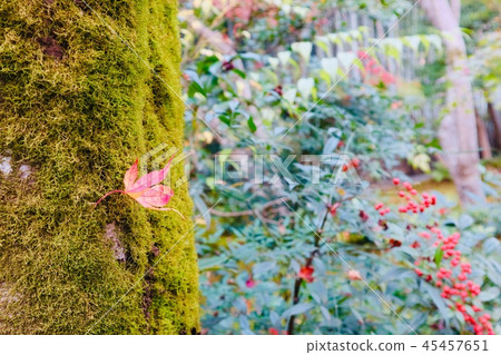 Maple and moss 45457651