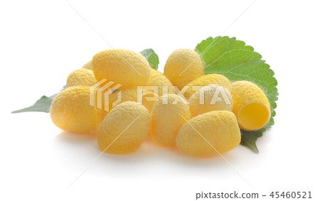 yellow thai silkworm cocoons pile isolated yellow thai silkworm cocoons pile isolated 45460521