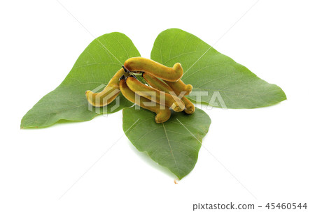 Mucuna pruriens isolated on white background 45460544