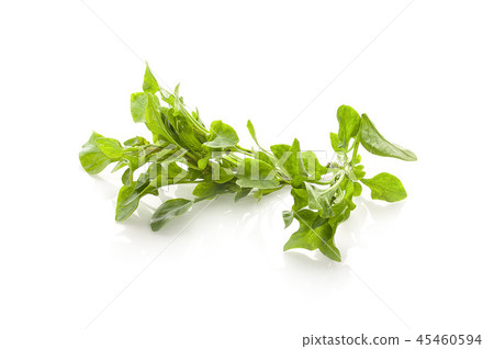 watercress isolated on white background 45460594