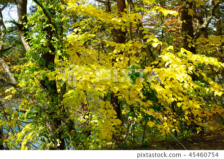 Goshikinuma Autumn leaves Fukushima Prefecture " 45460754