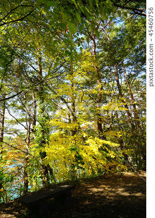 Goshikinuma Autumn leaves Fukushima Prefecture " 45460756