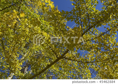 深秋的圖像 45462884