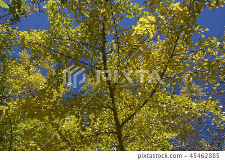 深秋的圖像 45462885