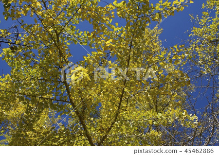 Late autumn image 45462886