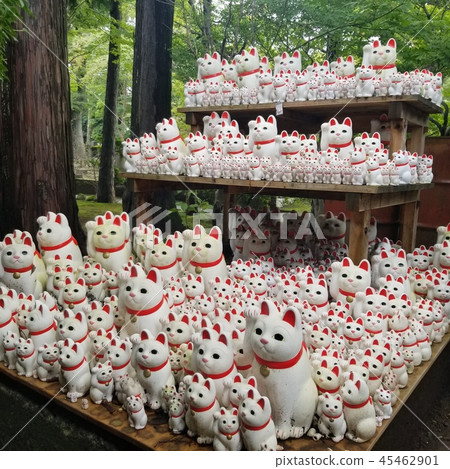 幸運貓 幸運貓 45462901