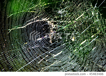 Forest spider's nest reflecting light 45463486