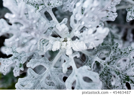 White rhubarb with leaves and rain drops White rhubarb with leaves and rain drops 45463487
