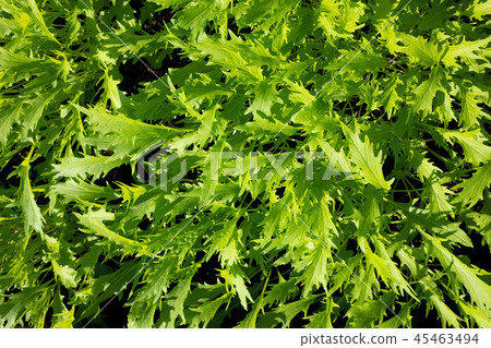 Mizuna leaf planted on soil Mizuna leaf planted on soil 45463494