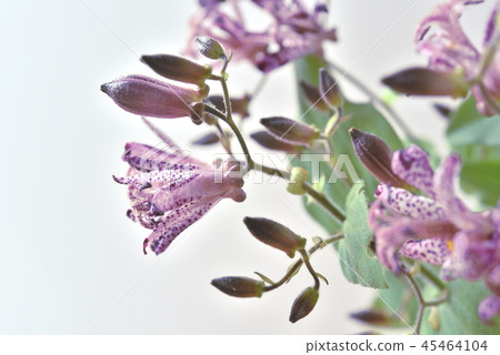 花Hototogisu 45464104