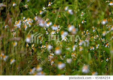 Small white flowers Full of grassland. Small white flowers Full of grassland. 45464254