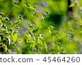 Small flowers, purple, green blur is the scene. 45464260