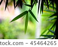 Bamboo leaves green, with backdrop blurred 45464265