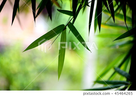 Bamboo leaves green, with backdrop blurred 45464265
