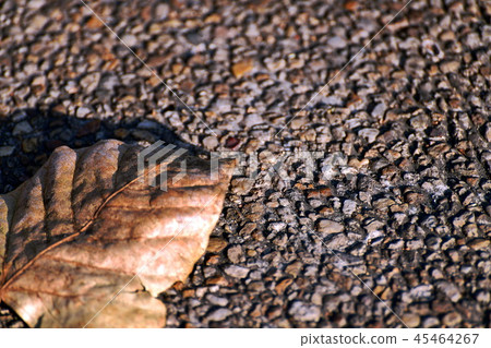 Leaves dry on gravel. Leaves dry on gravel. 45464267