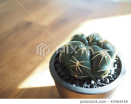 Cactus Kaioh Maru 45464436