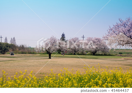 Riverbed golf course Cherry blossoms near the flood control bridge Riverbed golf course Cherry blossoms near the flood control bridge 45464437