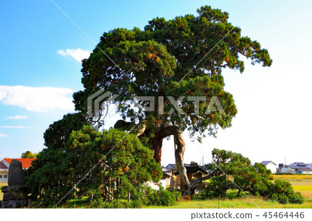 The fallen cedar of Takashoji Ishikawa Prefecture designated natural monument 45464446