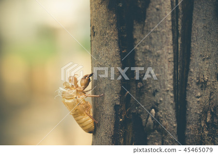 Moult of Cicada attach on a large tree bark. Moult of Cicada attach on a large tree bark. 45465079