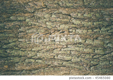 Texture of old big tree bark in deep forest. Texture of old big tree bark in deep forest. 45465080