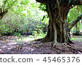 mangrove 45465376