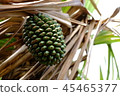 Tropical fruit 45465377