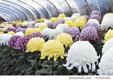 Kikuhana Exhibition Kikuhana Exhibition 45465484